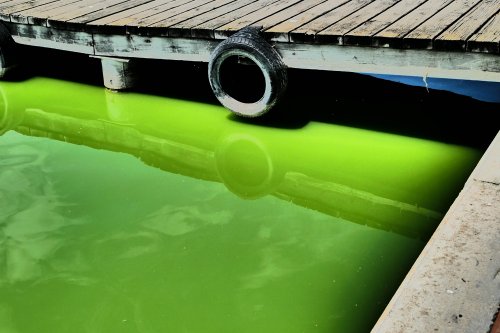 Land.Schiedeck.A.Albufera6